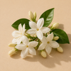 Jasminöl